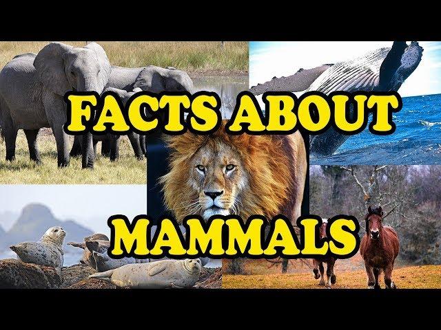 Amazing Facts about Mammals - Science With Kids