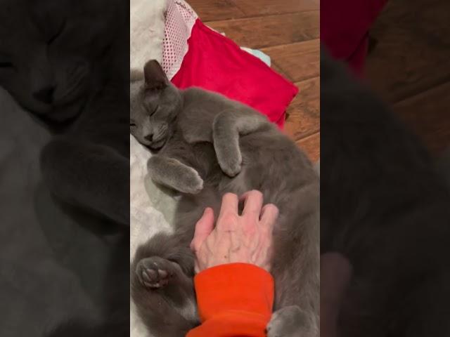 Video of adoptable pet named Green Pepper