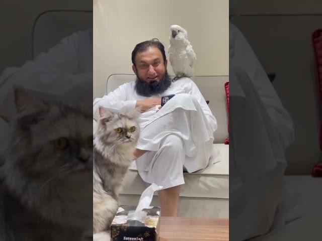 maulana tariq jameel with parrot enjoy  funny video