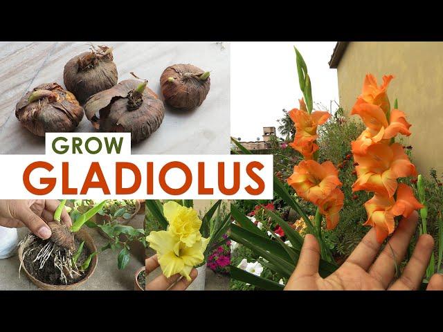 Gladiolus Flower | Gladiolus Bulb Growing Tips | Gladiolus Plant Care