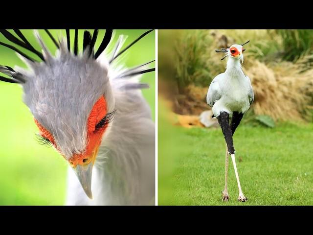 Secretarybird  The Most Elegant Snake Killer!