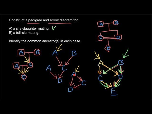 Pedigree vs. Arrow diagram (path analysis)