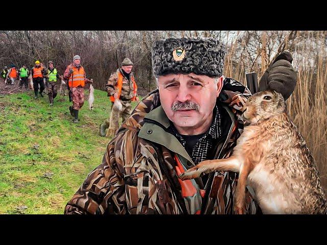 Amazing hare and pheasant hunting. You have to see this!