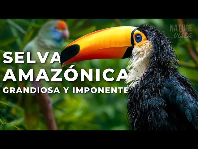 LA GRANDIOSA AMAZONIA | Un Viaje Extraordinario - Documental Completo