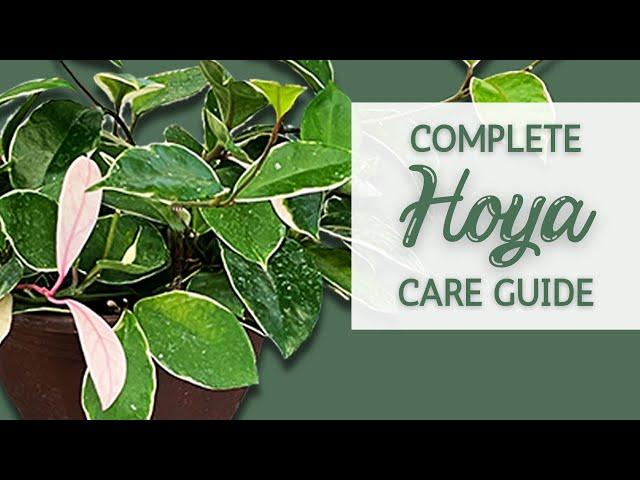 Complete Hoya Houseplant Care Guide | Wax Plant Care Guide and Propagation