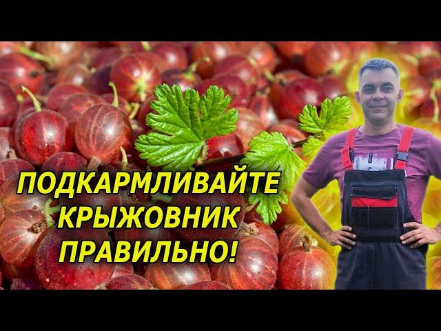 Подкормите так крыжовник и ягода будет в 2 раза больше! Крыжовник выращивание уход и подкормка.