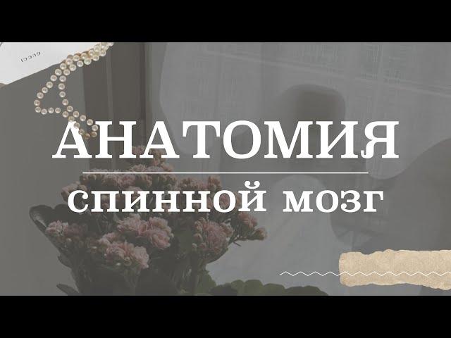 Спинной мозг (строение, ядра, белое и серое вещество) | Анатомия