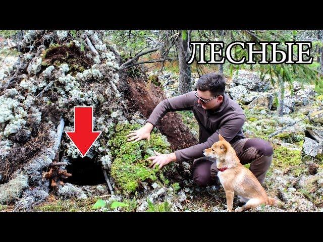 МОЩНАЯ БАНЯ В ЛЕСУ СВОИМИ РУКАМИ БЕЗ СНАРЯЖЕНИЯ | DIY Bushcraft Sauna