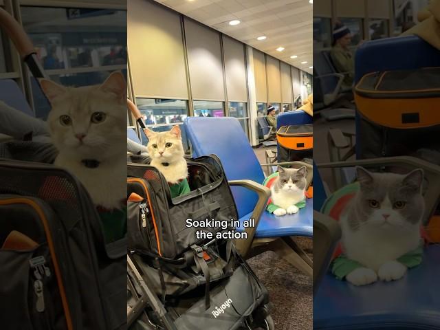 The best travel buddies ️️ #cats #travel #viral