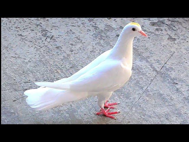 Голуби ЗАБОЛЕЛИ‍️Pigeons