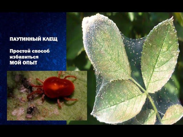 Паутинный клещ как легко избавиться, мой реальный опыт.