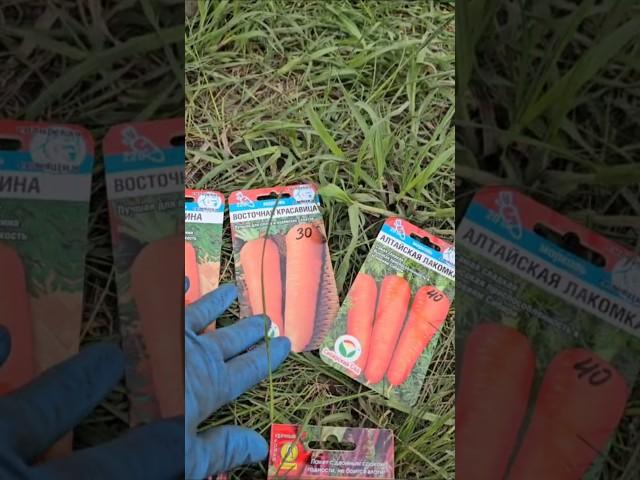 Посев моркови с киселем