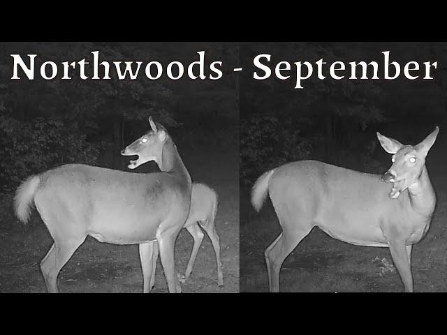 Whitetail Deer freaking out!  - Trail Camera Videos