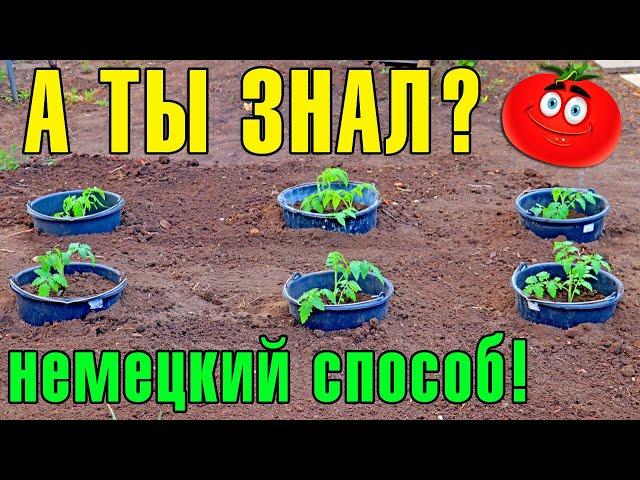 ПОСАДКА ТОМАТОВ! Что положить в лунку! Посадка рассады Помидор в открытый грунт!