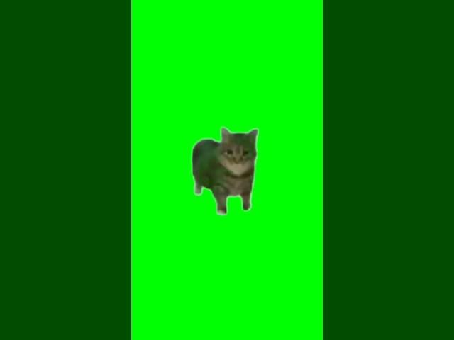 Green Screen Spinning Cat Meme