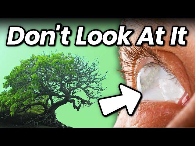 The Tree That Will Leave You Blind