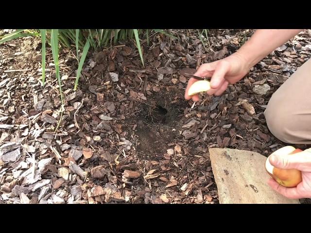 Essential  Step in Vole Control - The Apple Sign Test