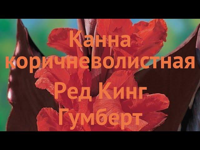 Канна коричневолистная Ред Кинг Гумберт  обзор: как сажать, саженцы канну Ред Кинг Гумберт