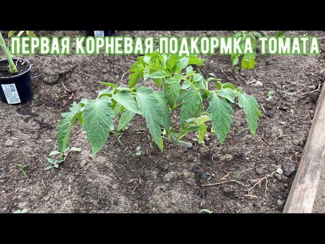 Первая подкормка томата после высадки. Когда можно вносить корневую подкормку.