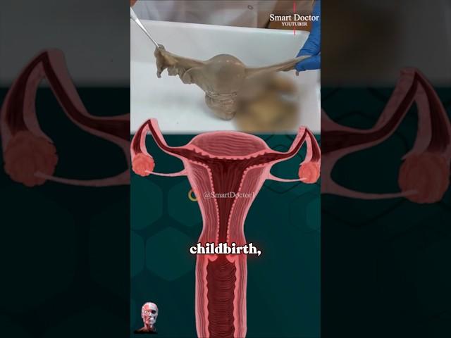 How many times does the uterus expand during pregnancy? Real vs. book ️