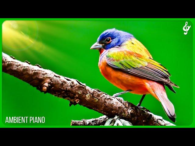 Beautiful Relaxing Music With Bird Sounds  Piano Music, Positive Energy For Morning, Study and Wo