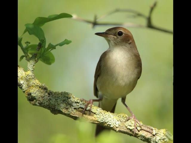 NIGHTINGALE SONG- 3 hours REALTIME 2022 Beautiful Nightingale Singing ,Birdsong,Nature sounds.