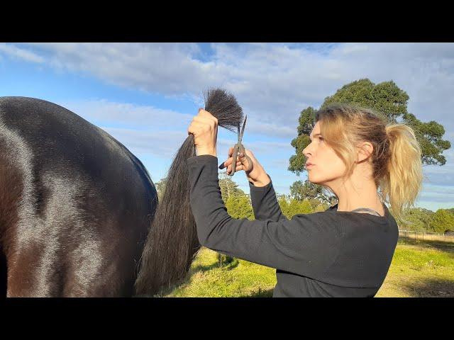 The BEST way to trim a horse tail - Horse(wo)man's secret for a level tail WHILE the horse is moving