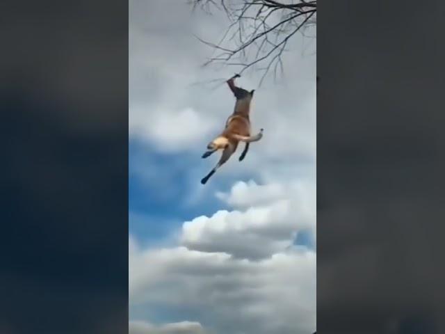 Dog Jumps and Tries to Bite Off Fruit Hanging From Tree #dog #jump #hanging #tree #viral #from