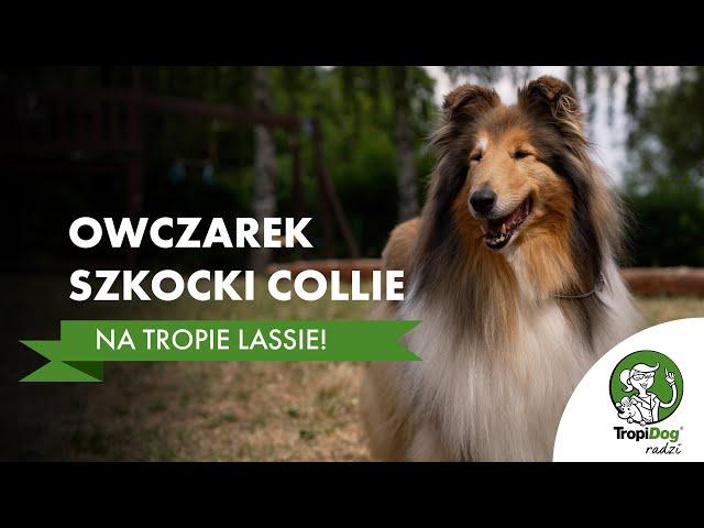 Owczarek szkocki collie - jak Lessie zdobyła serca milionów ludzi