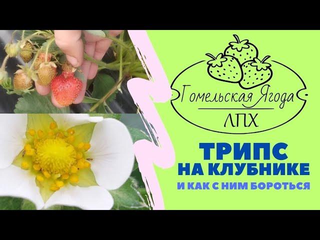 Трипс на клубнике