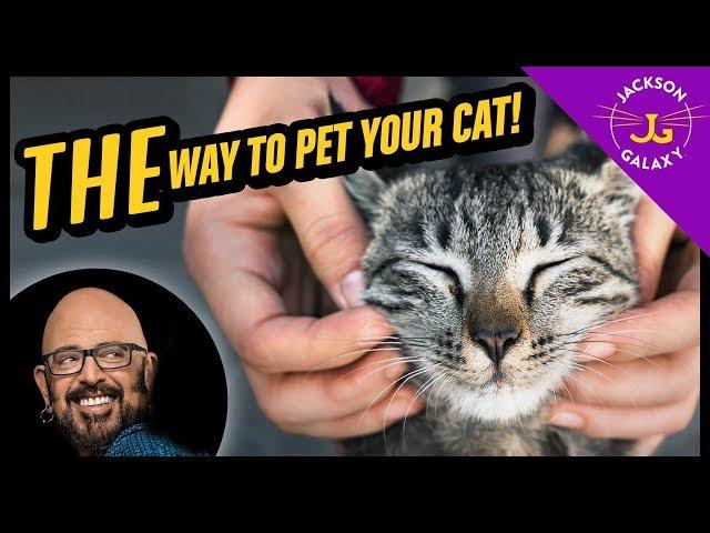 How to Pet a Cat - Cat Petting 101