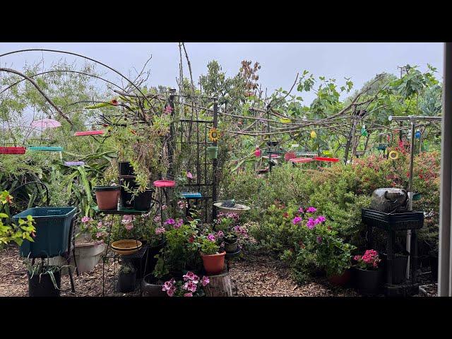 How to Attract Birds LIVE from Garden on a Misty Morning in California w/ Wild Birds & Hummingbirds