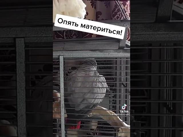 Попугай материться