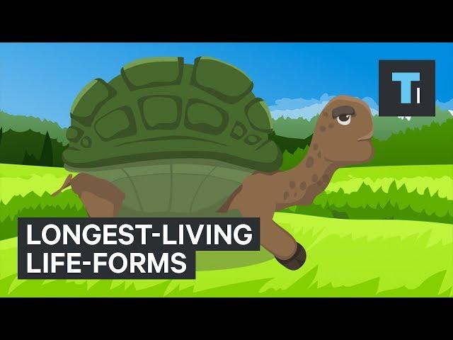 These Are The Longest-Living Life-Forms On Earth