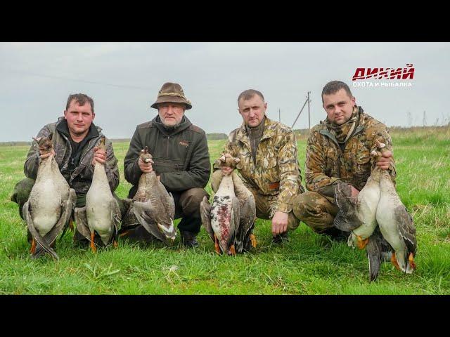 На гуся из скрадка. Охота в Беларуси.