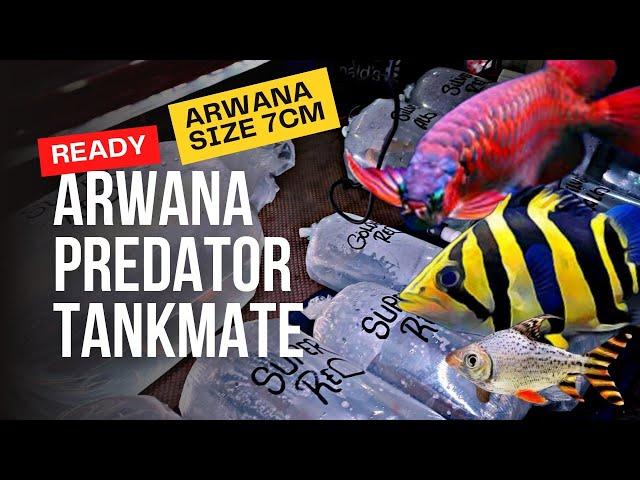 BERAPA HARGA ARWANA SAAT INI !!! UPDATE HARGA IKAN ARWANA, PREDATOR DAN TANKMATE DI JATINEGARA