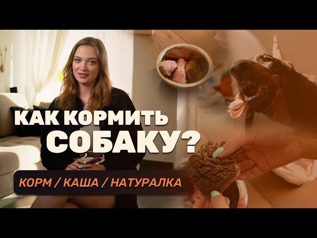 Как кормить собаку? Корм, каши, натуралка — что выбрать?