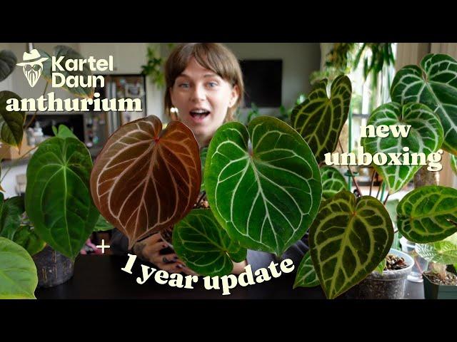 kartel daun anthurium 1 year update + new plants unboxing! 