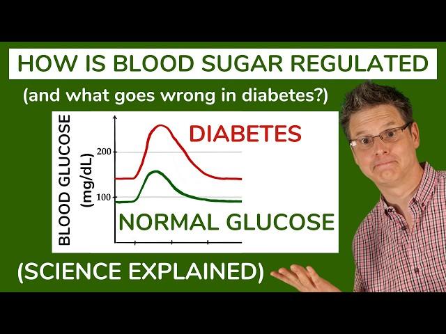 The Regulation of Blood Sugar: Everything You Need to Know