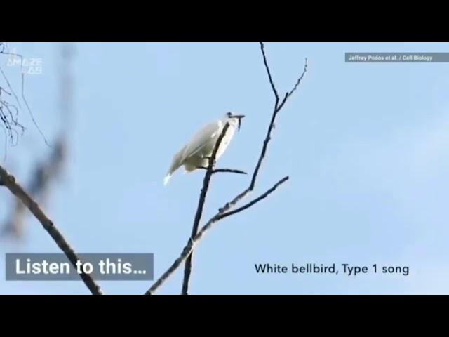 Loudest bird known to science [blegh]