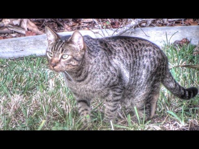 Feral Cat Documentary