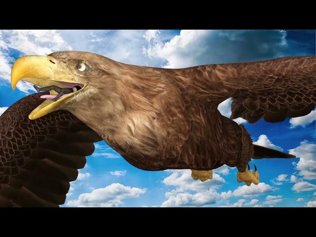 Eagle vore animation test 1C pantyhose 15FPS