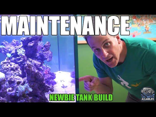 TANK MAINTENANCE - What To Take Care of At The Six Month Mark - Newbie Tank Build