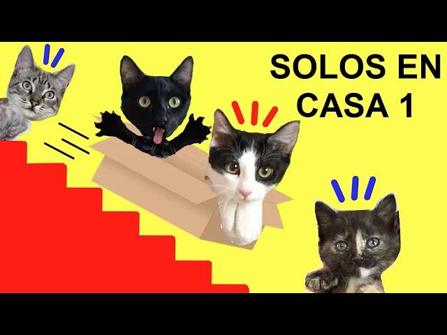 Gatos Luna y Estrella solos en casa CAP 1 Cámara oculta / Videos de gatitos