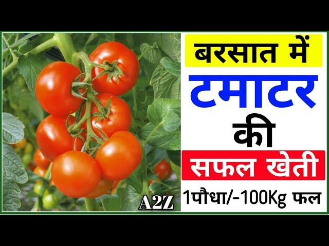 Tomato farming | Full A2Z | Farming | Tamatar ki kheti | Rain season | Tamatar ki kheti kaise Kare