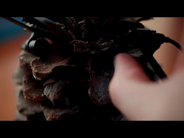 Giant Pinecone ASMR