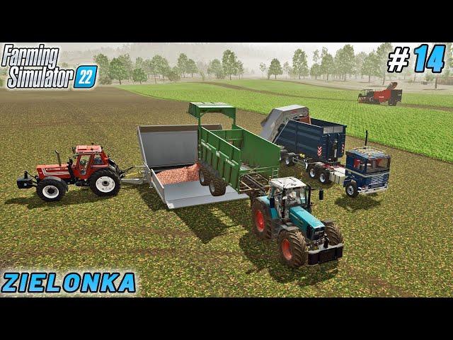 The Red Rush: Beet Harvest Gains Momentum | Zielonka Farm | Farming simulator 22 | Timelapse #14