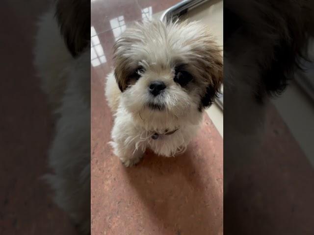 Coco my shihtzu