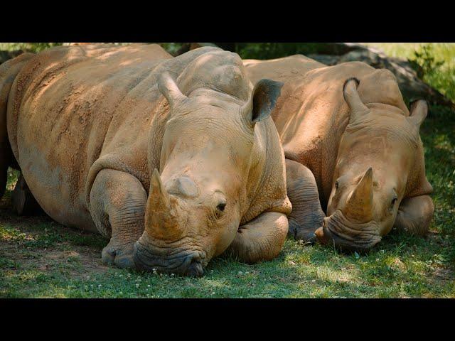 Protecting Wildlife and Wild Places | North Carolina Zoo