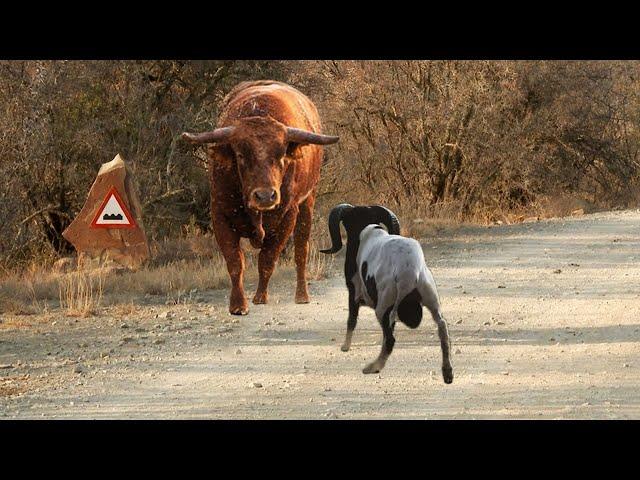 BERANI !!! Kambing Tak Gentar Bertarung Lawan Sapi, Hasilnya Semua Terkejut